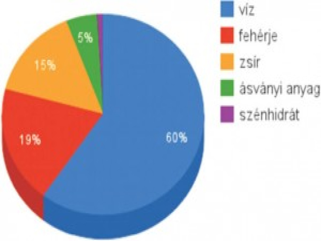 Az emberi test átlagos összetétele felnőtt korban: