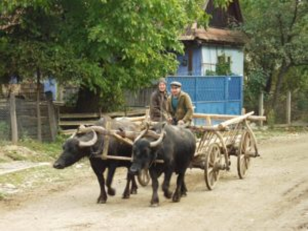 A Székelyföldön néhol máig igénybe veszik a bivalyok vonóerejét Tóth Szabolcs felvétele