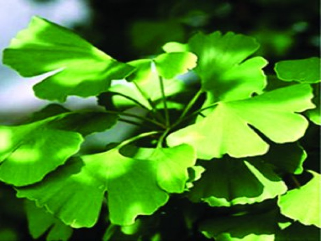 GinkgoBiloba6-ok