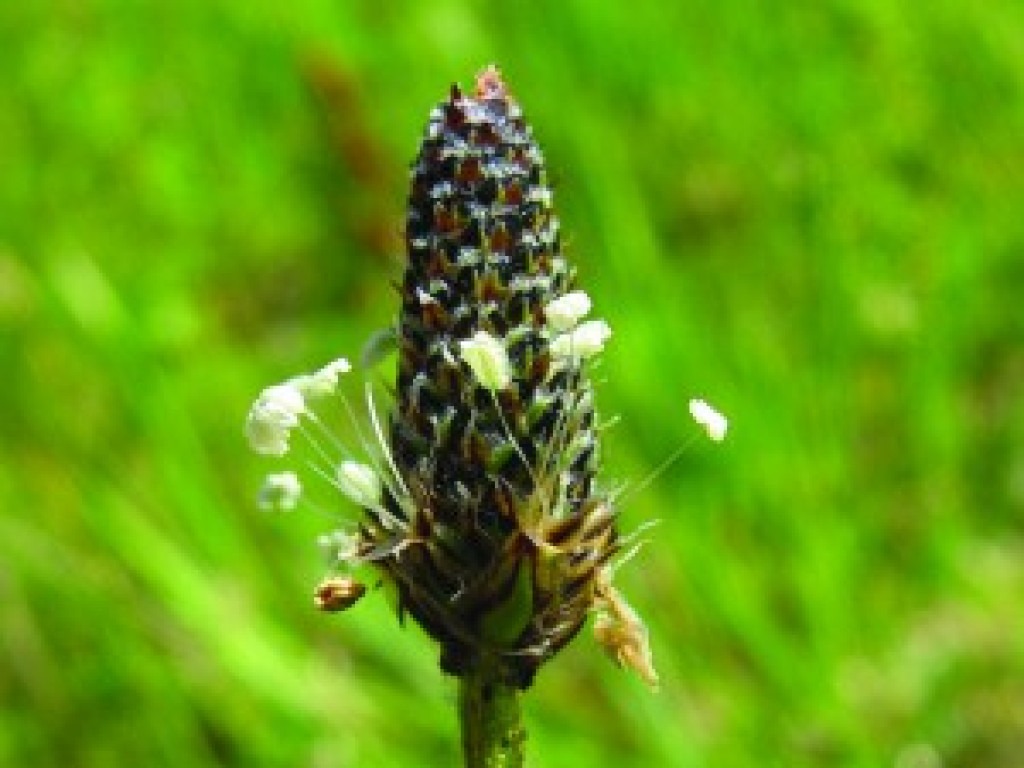 Plantago_lanceolata-ok