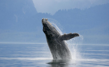 A kék bálnák emlékeznek a tápláléklelőhelyükre! Mi lesz velük, ha az éghajlatváltozás miatt ezek eltünnek?