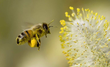 Óvjuk meg nélkülözhetetlen segítőinket, a méheket