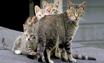 Mérgezett kolbásszal ölnének meg 2 millió kóbor macskát