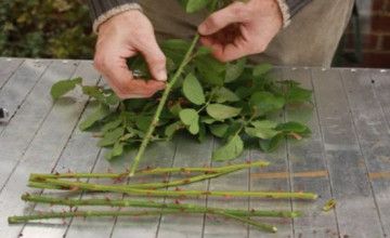 Egyetlen rózsatőből több tucat új tövet szaporíthatsz egyszerű, házilagos módszerrel