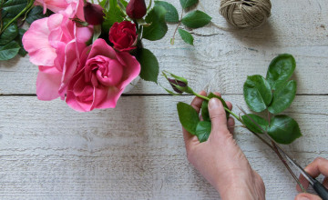 Egyetlen rózsatőből több tucat új tövet szaporíthatsz ezzel az egyszerű módszerrel
