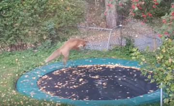 Még hogy vadállat! Így ugrándozik a kerti trambulinon egy róka