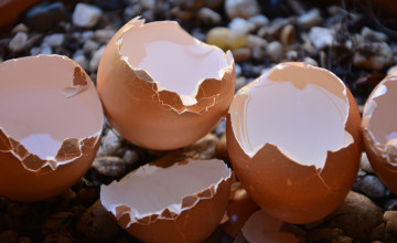 A tojáshéj felhasználásának 5 szokatlan módja