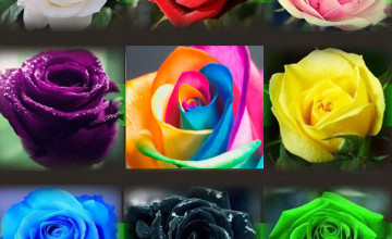 Rózsateszt! Válaszd ki azt a rózsát, amelyik első ránézésre megtetszett, majd ismerd meg jobban önmagadat!