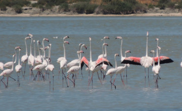 Harmadával nőtt a flamingók száma Albániában