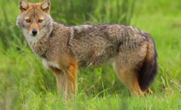 Kutyákkal keresik az aranysakálokat a Velencei-tónál