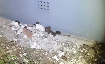 Síró denevéreket és tucatnyi tetemet találtak a madármentők egy építkezés helyszínén (videó)