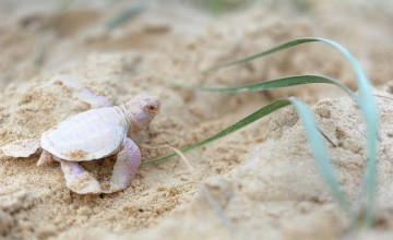 Extra cuki! Ritka albínó teknős jött világra a Nagy-Korallzátony egy szigetén