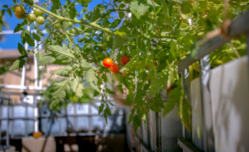 Így lehet zöldségeskerted az erkélyen! Érdemes belevágni!