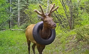 Két év után szabadítottak meg egy szarvast egy gumiabroncstól a nyakán