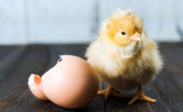 Így ismerhető fel a hormonkezelt csirkehús