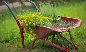 Tudni szeretnéd milyen a talaj  a kertedben? Hagyd nőni egy kicsit a gyomokat és mindent elárulnak!