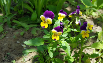 Háromszínű árvácska, az apró virágokban rejlő gyógyerő