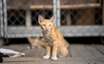 1000 macskát mentettek meg Kínában egy vágóhídról