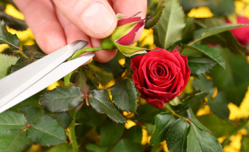 Így metszd a rózsát, hogy egész évben virágozzon!