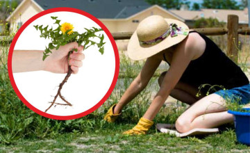 Te is utálsz gyomlálni? Íme 4 természetes gyomirtó módszer lusta kertészeknek!