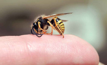 Apiterápia - vagyis gyógyítás a méhek fullánkjával