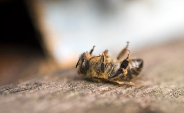 Agrárminisztérium kéri a méhészeket haladéktalanul jelentsék a méhpusztulást!