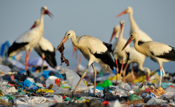 Kiszámolták, mekkora műanyagdarabot nyelhetnek le az állatok!