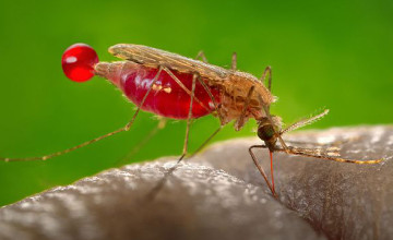 A malária ellen teljes védelmet nyújtó mikrobát fedeztek fel