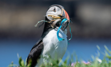 Műanyagszeméttel van tele a tengeri madarak fészke