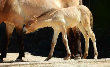 Majdnem kihalt lovat klónoztak Texasban