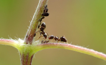 Jönnek a hangyák! 2000 éves módszer az elűzésükre!