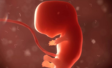 Döbbenet! Emberi sejteket tartalmazó majomembriókat hoztak létre