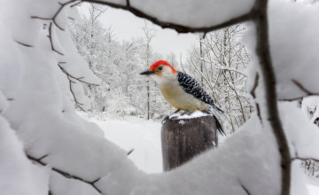 Gondoskodjunk a madarakról a téli hidegben!