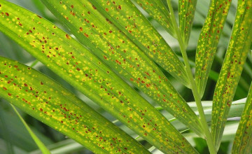 Amit a növényápolásról tudni érdemes  - Betegségek: kórokozók és kártevők