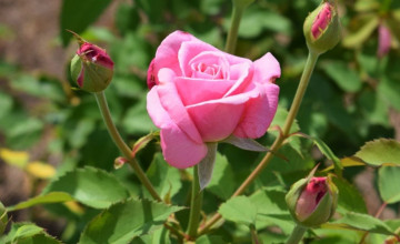 Hogyan lesz jövőre dúsan, egészségesen virágzó rózsakertünk?