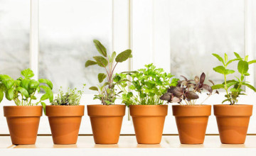 10 fűszernövény, amelyeket a lakásban is sikerrel tarthatod!