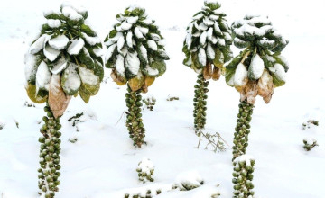 Ezeket a növényeket nyugodtan kint hagyhatod télen!