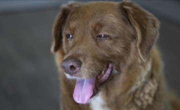 31 évesen meghal Bobi, a világ valaha élt legidősebb kutyája
