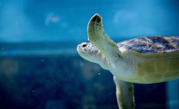 Ezentúl büntethetők, akik megsértik a teknősök élethez való jogait