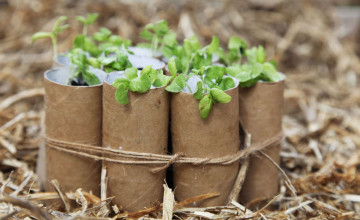 Egyszerű módszer palánták nevelésére lusta kertészeknek!