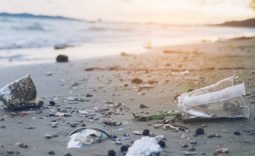 Műanyagok okozta új betegség veszélyezteti a tengeri madarakat