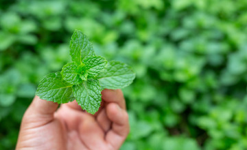 Meg fogsz lepődni mi mindenre jó a menta!