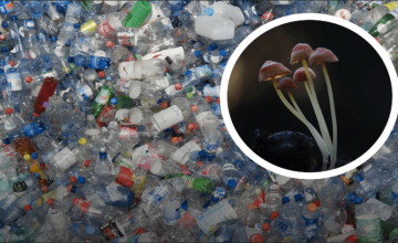 140 nap alatt képes lebontani a műanyagot két gombafaj