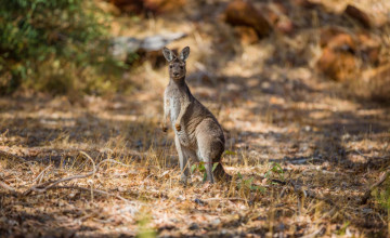 Ausztrália lehet az első ország a világon, ahol nem hal ki több állat