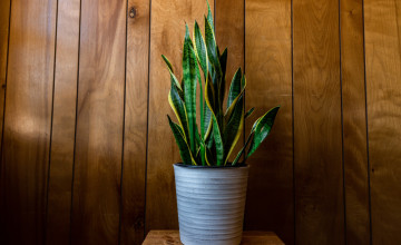 Tudtad, hogy ez a szobanövény gyógyít?