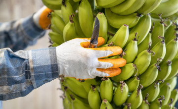 Fogyasztásra alkalmasnak találták az első génmódosított banánt