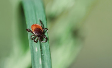 Az emberi verejték jelentheti a védelmet a kullancsok által terjesztett Lyme-kór ellen?