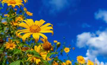 Felhőtlen nyár a nap virágaival: a körömvirág és az orbáncfű jótékony hatásai