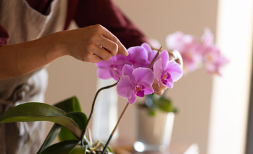 Orchideák otthon: A lepkeorchidea gondozásának titkai