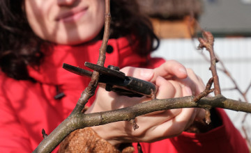 Ne rontsd el! - A leggyakoribb téli metszési hibák, amiket könnyen elkövethetsz